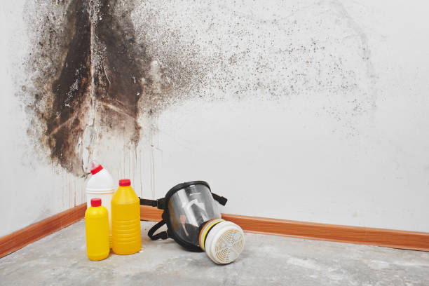 Best Best Mold Removal Companies  in Hillsdale, MI
