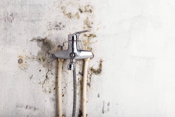 Best Best Mold Removal Companies  in Hillsdale, MI