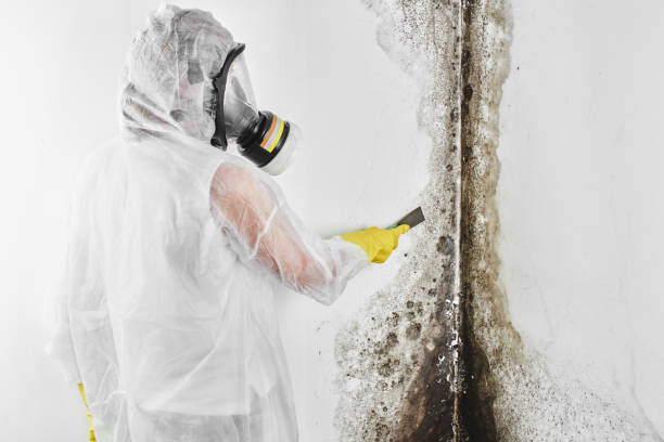 Best Toxic Mold Removal  in Hillsdale, MI