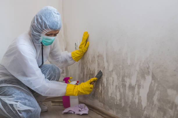 Best Affordable Mold Removal  in Hillsdale, MI