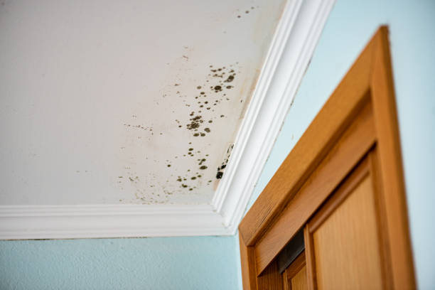 Mold Testing and Removal in Hillsdale, MI