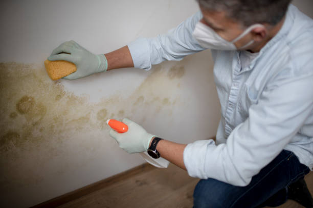 Hillsdale, MI Mold Removal Company
