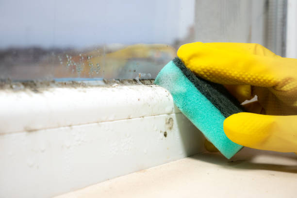 Best Mold Remediation  in Hillsdale, MI