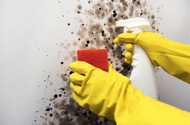 Best Mold Damage Repair  in Hillsdale, MI