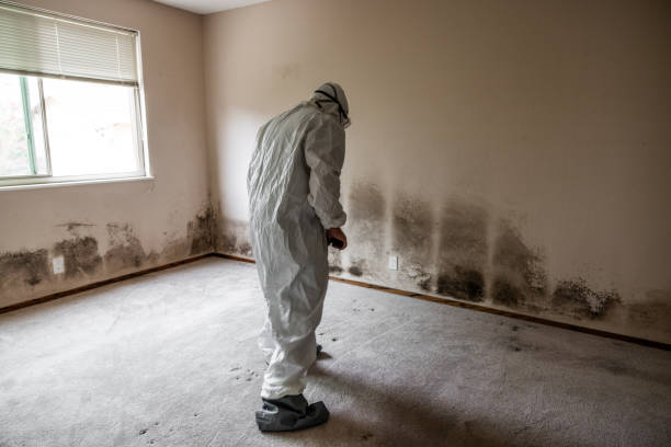 Home Mold Removal in Hillsdale, MI