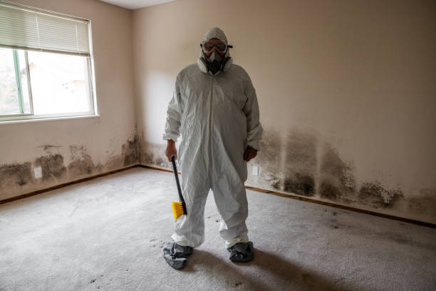 Best Crawl Space Mold Removal  in Hillsdale, MI