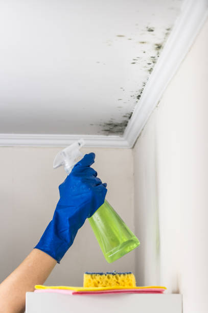 Best Office Mold Removal Services  in Hillsdale, MI