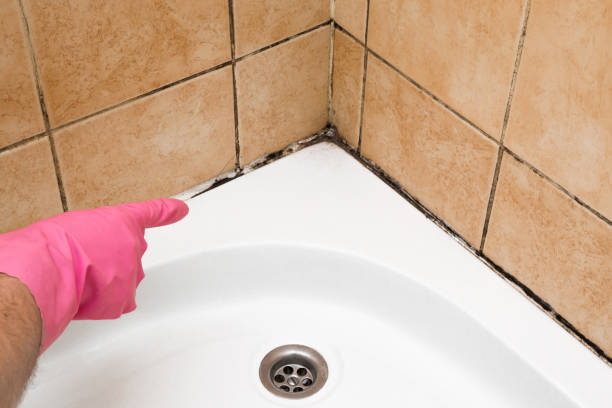Best Attic Mold Removal  in Hillsdale, MI