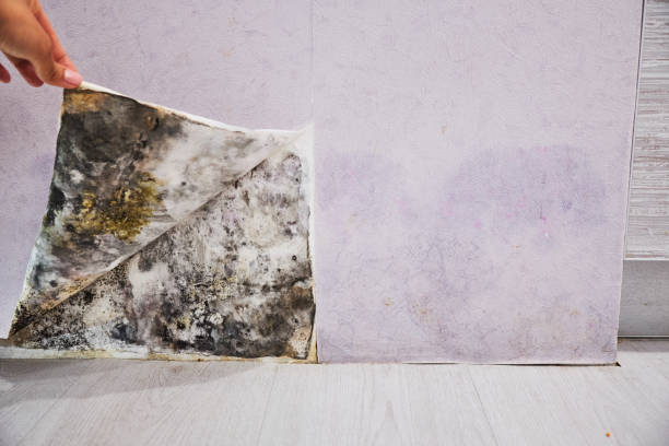 Best Black Mold Removal  in Hillsdale, MI